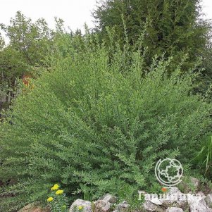 Ива гибридная Маяк