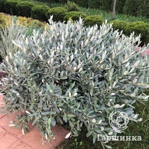 

Ива швейцарская (сербристые листья)