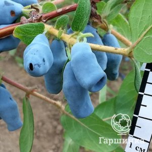 

Жимолость Югана