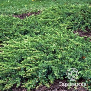 

Можжевельник Эмеральд Си прибрежный