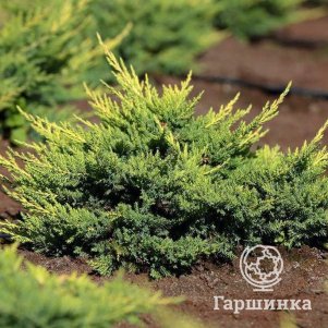 Можжевельник Пфитцера Мордиган Голд