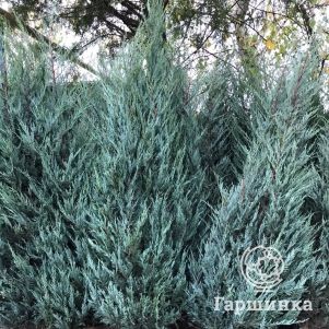 

Можжевельник скальный Блю Айвори