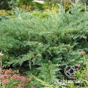 

Можжевельник Хетц виргинский