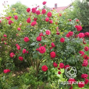 Роза Капитан Самуэль Холланд