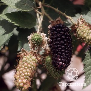 

Ежевика Карака Блек