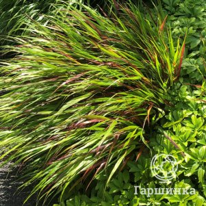 

Хаконехлоа Бени Кейз