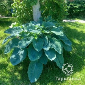 

Хоста Биг Дэдди (VL)