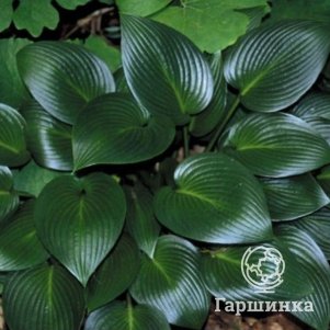 

Хоста Девон Грин (M)