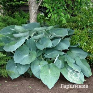 

Хоста Джурайссик Парк (XL)