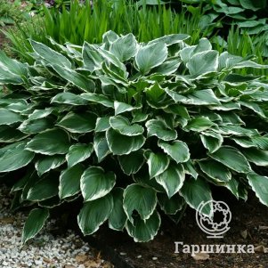 

Хоста Франсе (M)