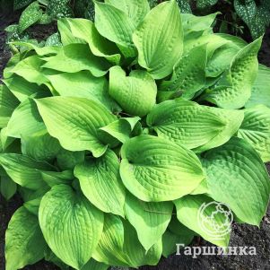 

Хоста Хонибелз (L)