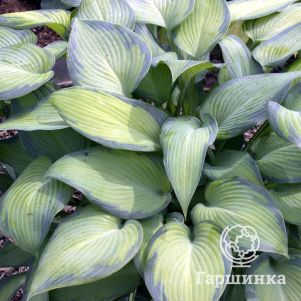 

Хоста Парадиз Джус (M)