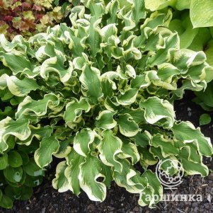 

Хоста Ви (М)