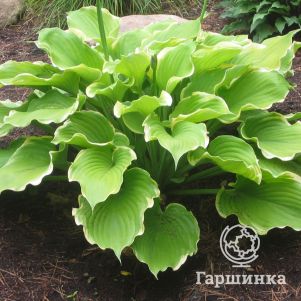 

Хоста Винтер Сноу (M)