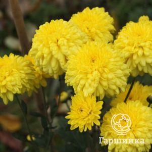 

Хризантема Элен Еллоу уличн.