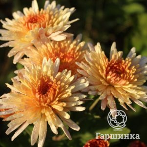 

Хризантема Осенний вальс