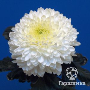 

Хризантема Яданк