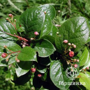 

Кизильник блестящий