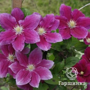 

Клематис Хания (2)