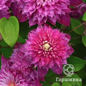 Клематис Хот Лав крупноцветковый2 490₽