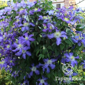 Клематис Лазурштерн крупноцветковый 2 450₽