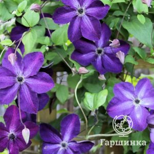 

Клематис Найт Вейл (3)