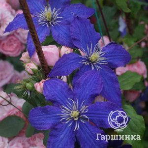 Клематис Рапсодия крупноцветковый 3 450₽