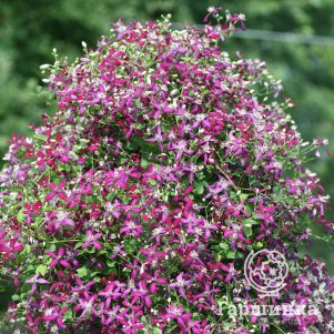 Клематис Свит Саммер Лав мелкоцветковый (3)