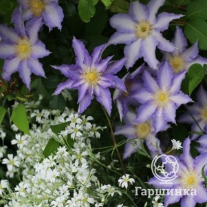 

Клематис Тирислунд крупноцветковый (2)