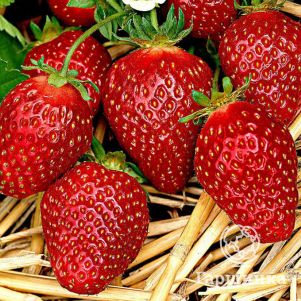 

Клубника Корона ремонтантная