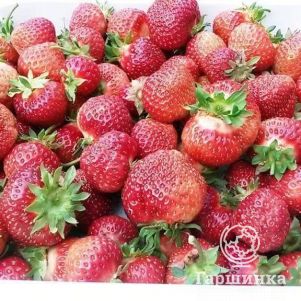 

Клубника Полка