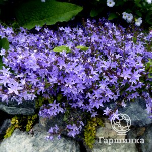 

Колокольчик Пожарского