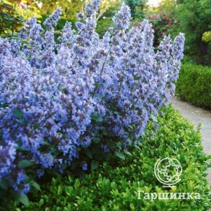 Котовник Фассена Блю Вандер