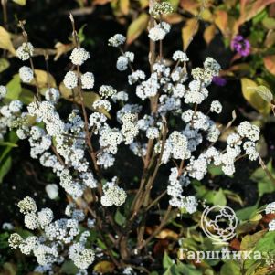 

Красивоплодник Бодиньера Сноу Квин