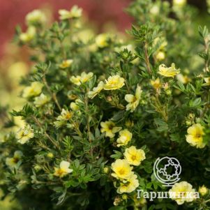 

Лапчатка кустарниковая Лемон Меринг