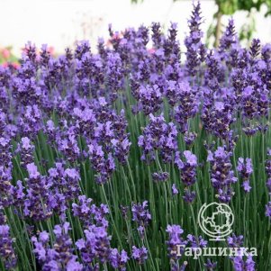 

Лаванда Манстед Вэраети узколистная