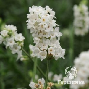 

Лаванда Элеганс Вайт узколистная