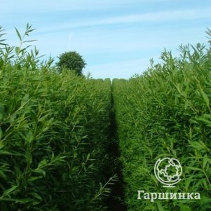 

Бирючина Листрум обыкновенная