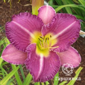 

Лилейник Энтрапмент