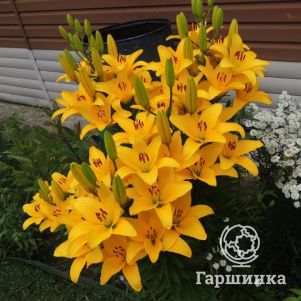 Лилия Павиа лонгифлорум азиатская желтая