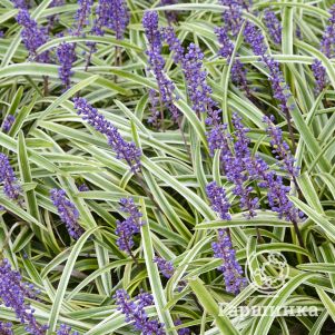 

Лириопе мускари Вариегата