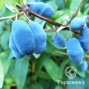 

Жимолость Синичка