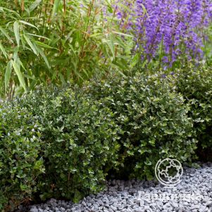 

Жимолость блестящая Гарден Клаудс Коппер Глоу