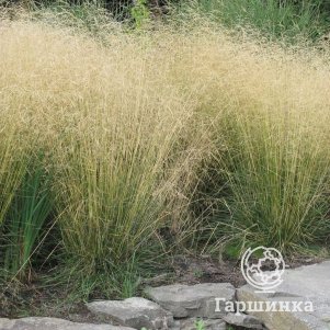 

Луговик (Щучка) Голдтау