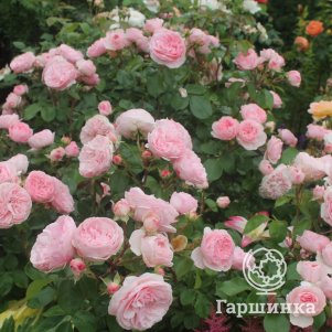 Роза Мария Тереза флорибунда