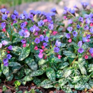 

Медуница Смоки Блу