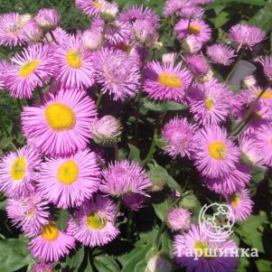 Мелколепестник (эригерон) Роза Джевел