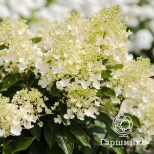 

Гортензия Милк энд Хани (Молоко и мед) метельчатая