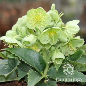 

Морозник падуболистный Грин Дворф