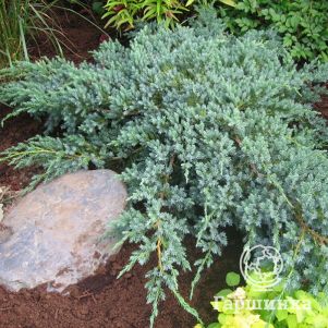Можжевельник чешуйчатый Блю Карпет